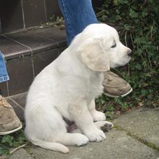Golden retriever Margaux