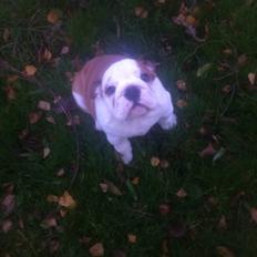 Engelsk bulldog Nahla