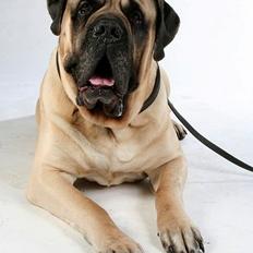 Mastiff Manfred *R.I.P*