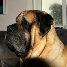 Mastiff Manfred *R.I.P*