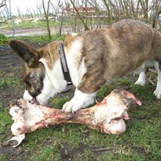 Welsh corgi cardigan Wiktor :)