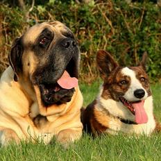 Welsh corgi cardigan Wiktor :)