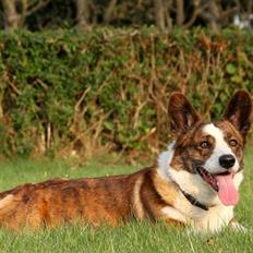 Welsh corgi cardigan Wiktor :)