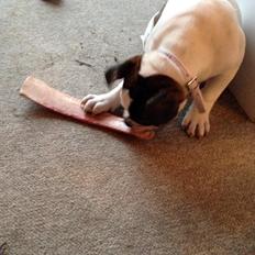 Olde english bulldogge Big Bullys' Bonnie