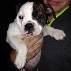 Olde english bulldogge Big Bullys' Bonnie