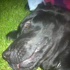 Labrador retriever King