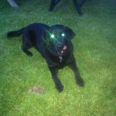 Labrador retriever King