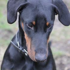 Dobermann Nala