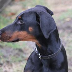 Dobermann Nala