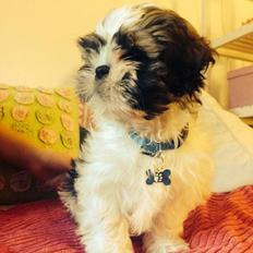 Shih tzu Hugo