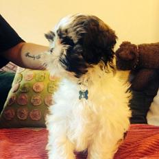 Shih tzu Hugo