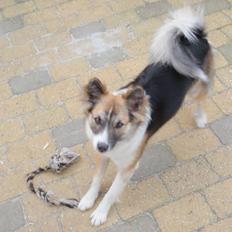 Islandsk fårehund Kenzi