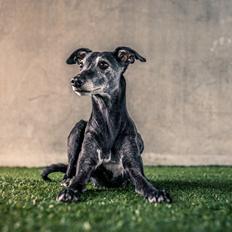 Whippet Dragonwing Breeze (Nanna)