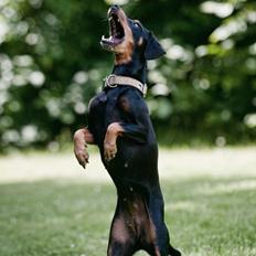 Blanding af racer Soko