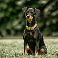 Blanding af racer Soko