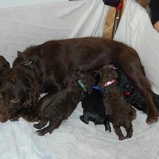 Blanding af racer Vix