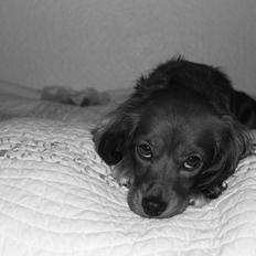 Blanding af racer Mitzi