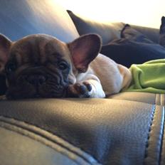 Fransk bulldog Polle