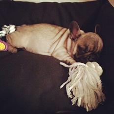 Fransk bulldog Polle