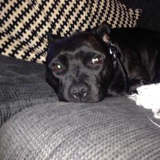 Staffordshire bull terrier Baby