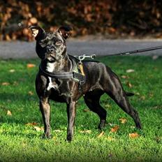 Staffordshire bull terrier Baby