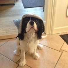 Cavalier king charles spaniel Charly <3 146316