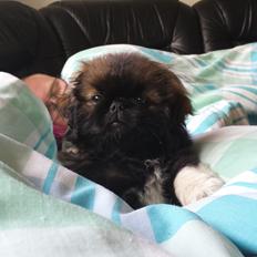 Pekingeser Bertha