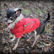 Chihuahua Dyrhøjgård's Babe *DKK*