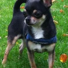 Chihuahua Dyrhøjgård's Bonzo *DKK*
