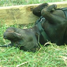 Staffordshire bull terrier Daisy