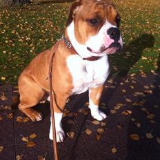 Olde english bulldogge Ludvig