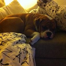 Olde english bulldogge Ludvig