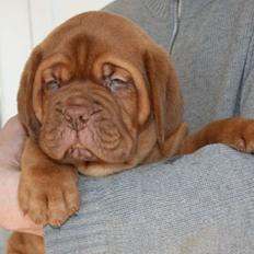 Dogue de bordeaux Hooch