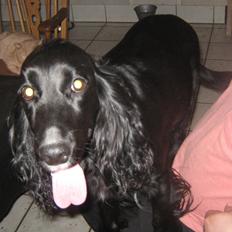 Cocker spaniel Ida