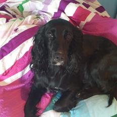 Cocker spaniel Ida