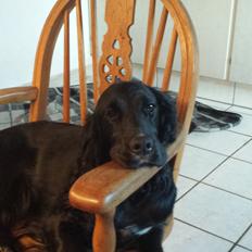 Cocker spaniel Ida