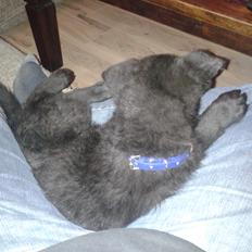 Schæferhund Jen-Ager's Dax