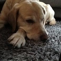 Labrador retriever Zeus