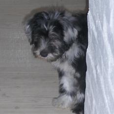 Cane Da Pastore Bergamasco Kaldenavn "Cane"