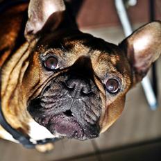 Fransk bulldog Mojo