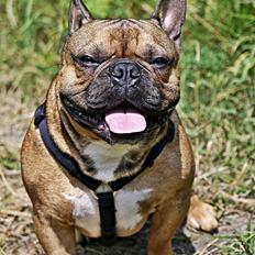 Fransk bulldog Mojo