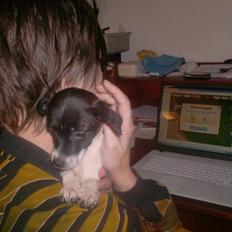 Dansk svensk gaardhund Laisa