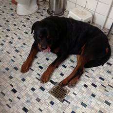 Rottweiler Futte