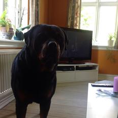 Rottweiler Futte