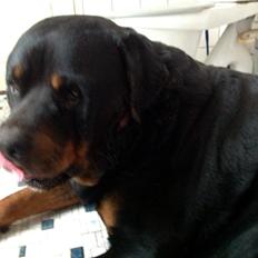 Rottweiler Futte
