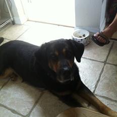 Blanding af racer ib