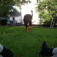 Blanding af racer ib