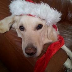 Golden retriever Charlie