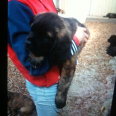 Blanding af racer bent