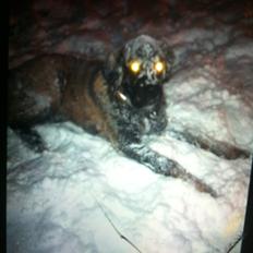 Blanding af racer bent